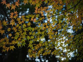 Close-up of maple tree during autumn