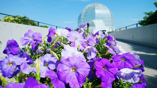 Close-up of purple flowering plants against blue sky