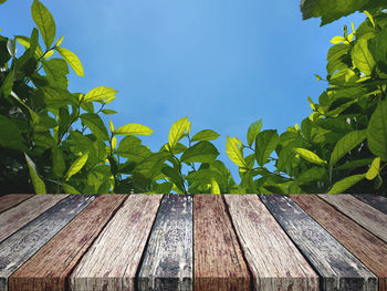 Low angle view of plants against sky