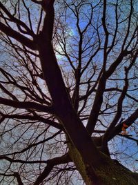 Low angle view of bare trees against sky