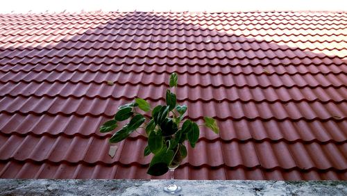 Close-up of plants