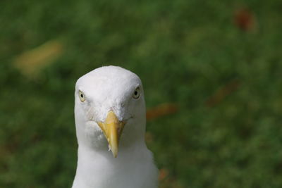 Close-up portrait of seagull