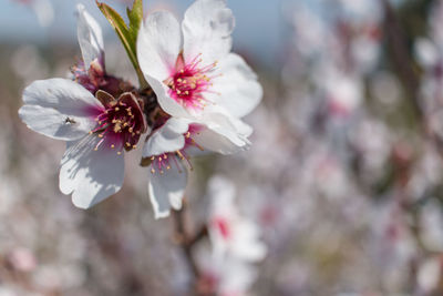 Close-up of white cherry blossom