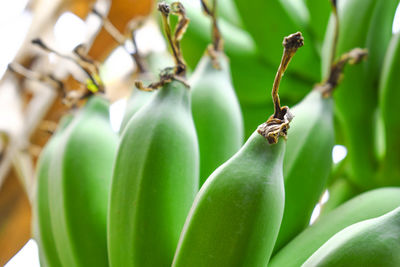 Close-up of insect on plant