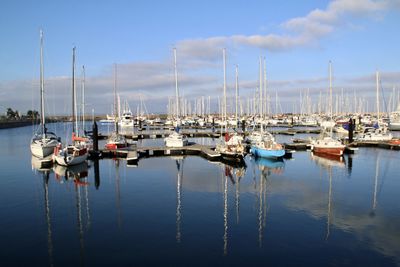 Sailboats moored in harbor