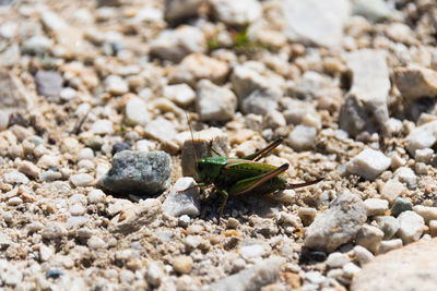 Close-up of crab on beach