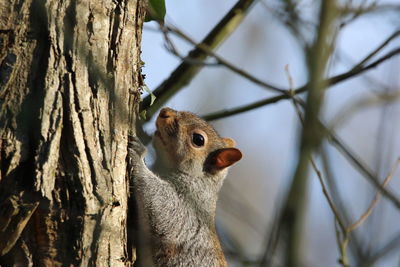 Close-up of squirrel on tree trunk