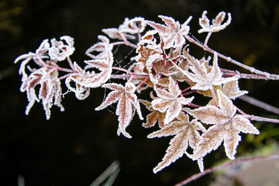 Close-up of frozen plant