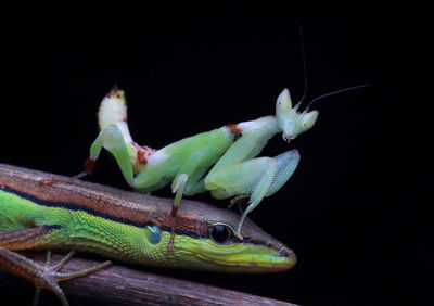 Close-up of lizard against black background