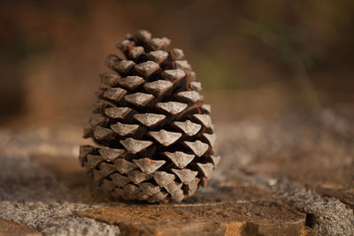 Close-up of plant on field