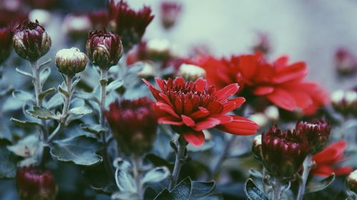 Close-up of red flowering plants