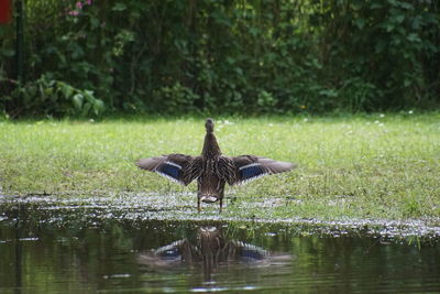 Duck swimming in lake