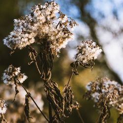 Low angle view of dried plants against sky