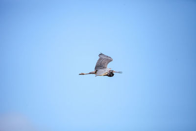 Little blue heron egretta caerulea flies over liberty park in naples, florida, usa