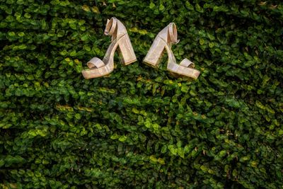 High angle view of shoes standing on tree