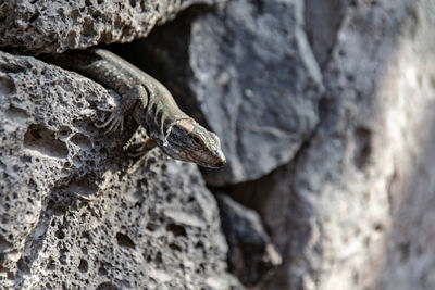 Close-up of lizard on rock