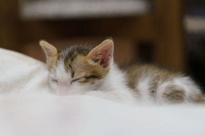 Close-up of cat sleeping