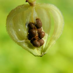 Close-up of plant pod