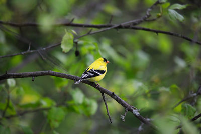 animal wildlife