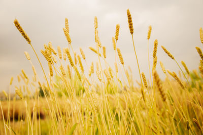 Close-up of stalks in field against sky