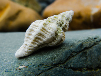 Close-up of whelk shell on rock