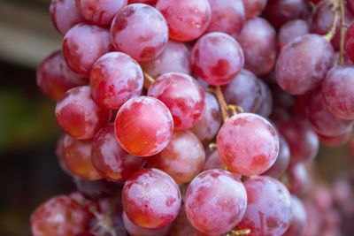 Close-up of grapes