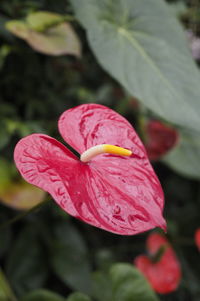 Close-up of pink lotus water lily