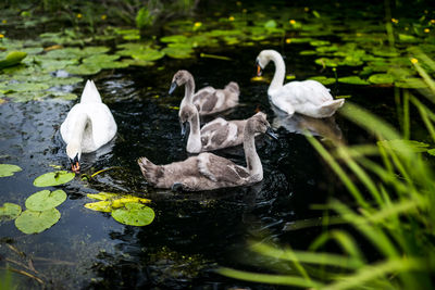 Ducks floating on lake