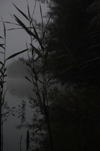 Close-up of silhouette plants against sky