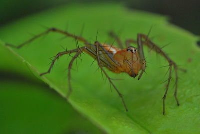 Close-up of insect on leaf