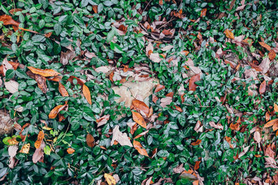 Leaves on field