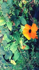 Close-up of flowers growing on plant