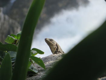 Lizard on leaf