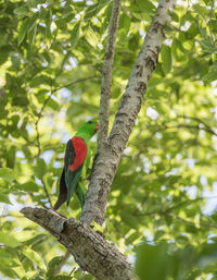 Low angle view of bird perching on tree