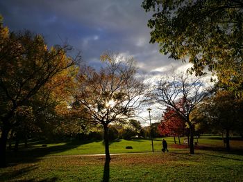 Close-up of water drops on trees against sky