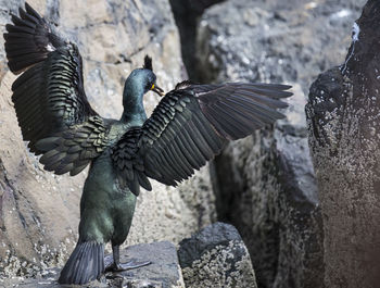 Close-up of bird perching on rock