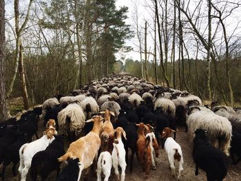 Flock of sheep in a farm