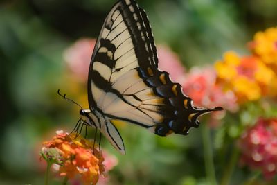 Close-up of butterfly on flower