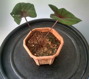 High angle view of potted plant on table