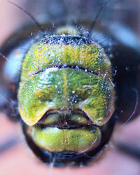 Close-up of insect