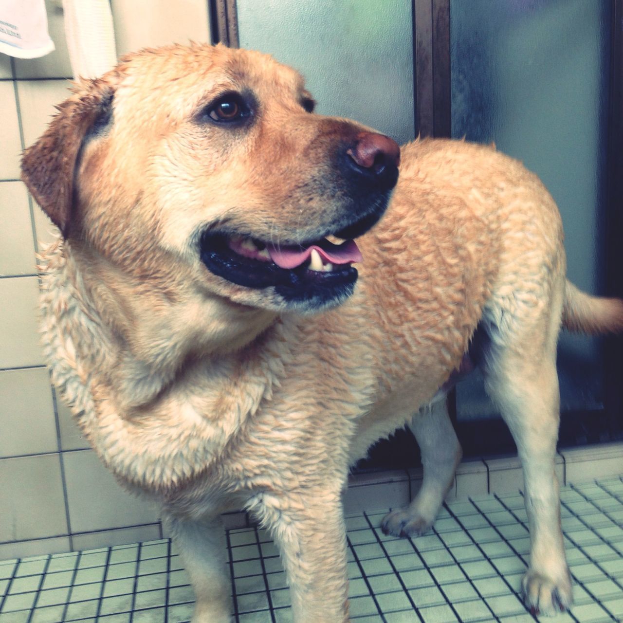 Shampoo