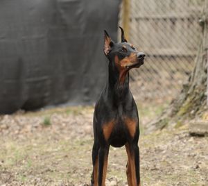 Portrait of dog standing on field