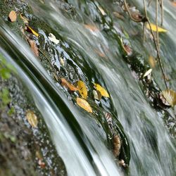 Close-up of turtle in water