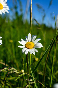 Close-up of white daisy flower