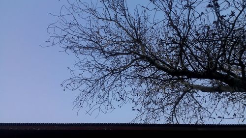 Low angle view of silhouette tree against sky