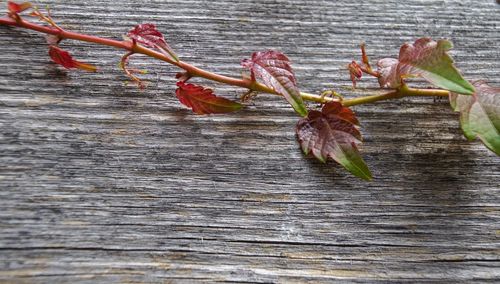 Close-up of dry flower