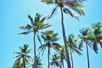 Low angle view of palm trees against clear blue sky