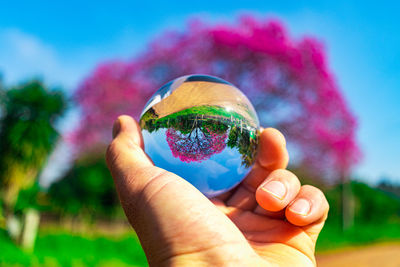 Close-up of hand holding plant against blurred background