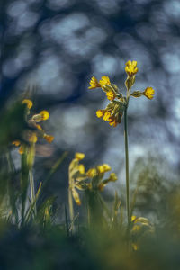 Close-up of yellow flowering plant on field