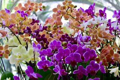 Close-up of purple flowering plants